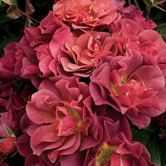 Floribunda Roses - David Austin Roses
