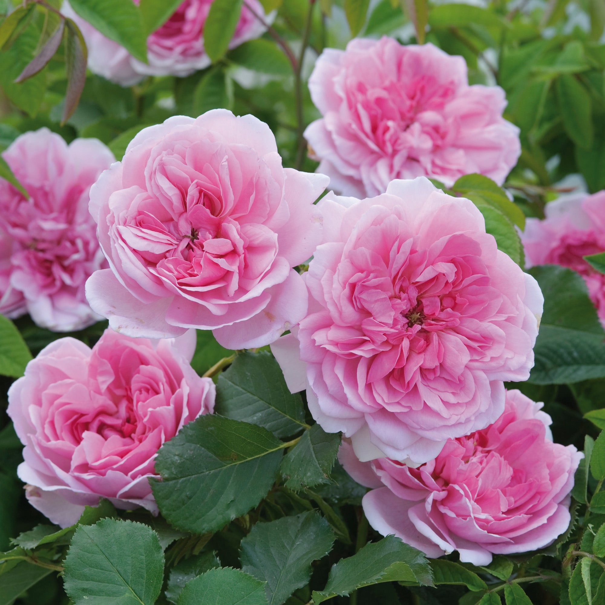Maid Marion (Austobias) | English Shrub Rose | David Austin Roses
