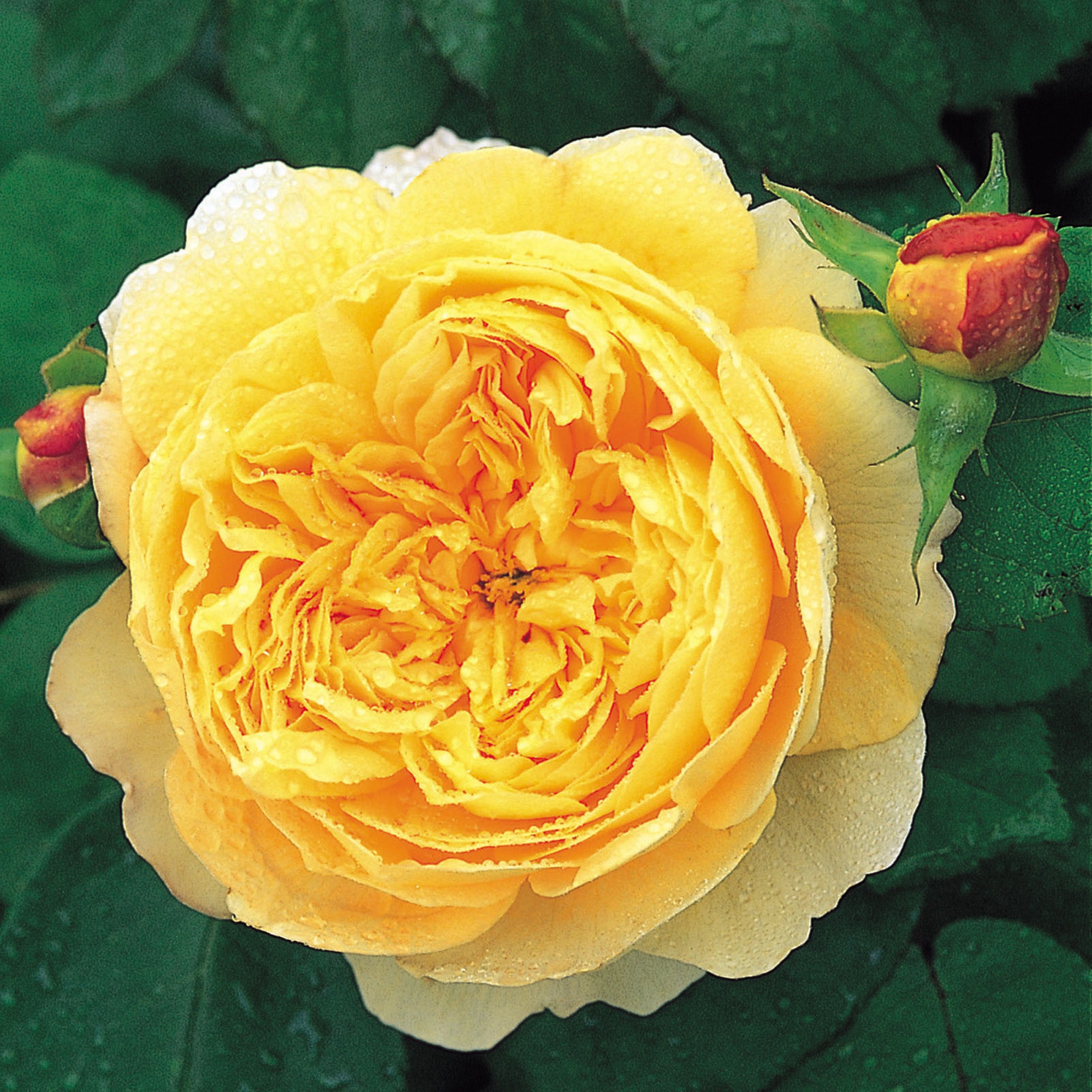 David Austin Roses Charles Darwin - Thumbnail 4