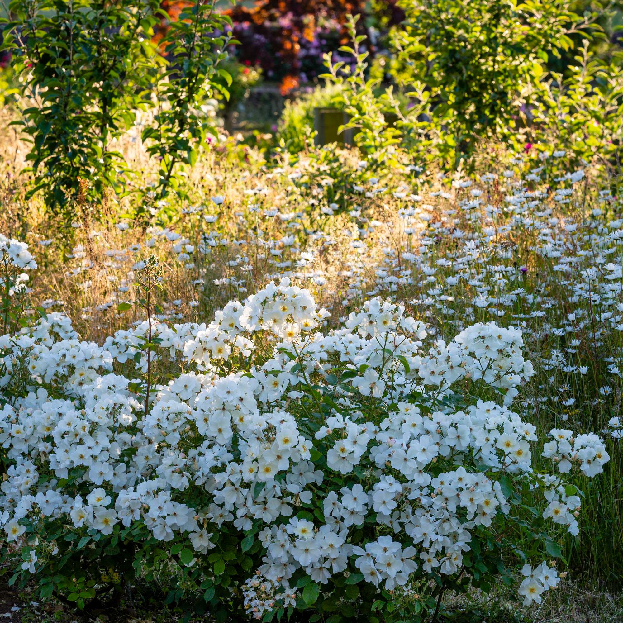 Kew Gardens - Thumbnail 3
