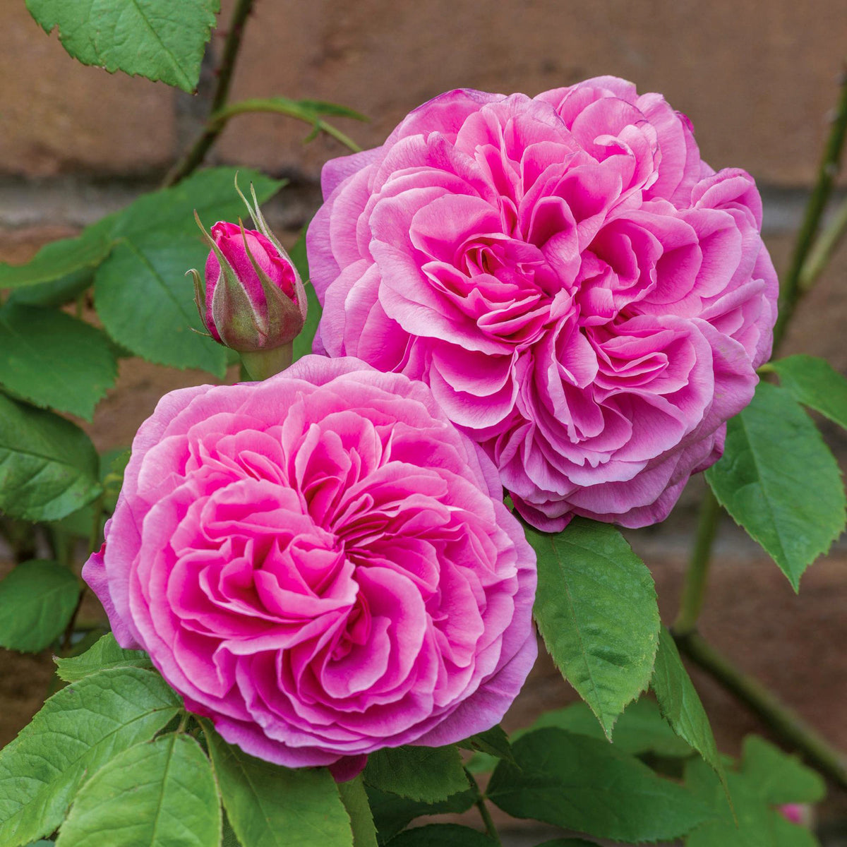 Strongly Fragrant Roses Most Fragrant Climbing Roses - David Austin Roses
