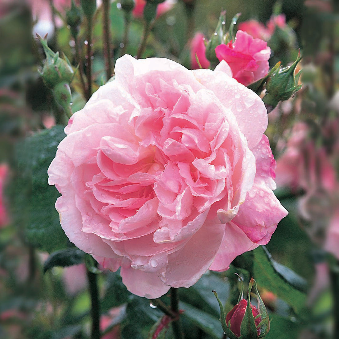 Old Roses - David Austin Roses
