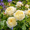 Vanessa Bell Hedging Bundle - Medium Hedge