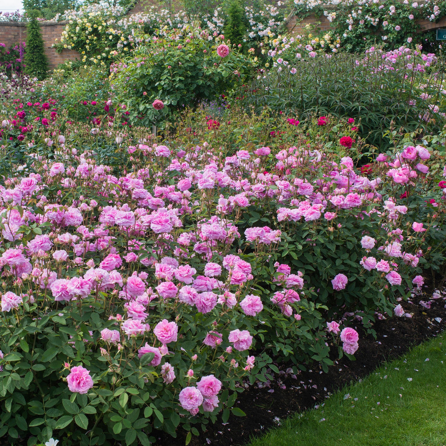 Roses In Shady Areas