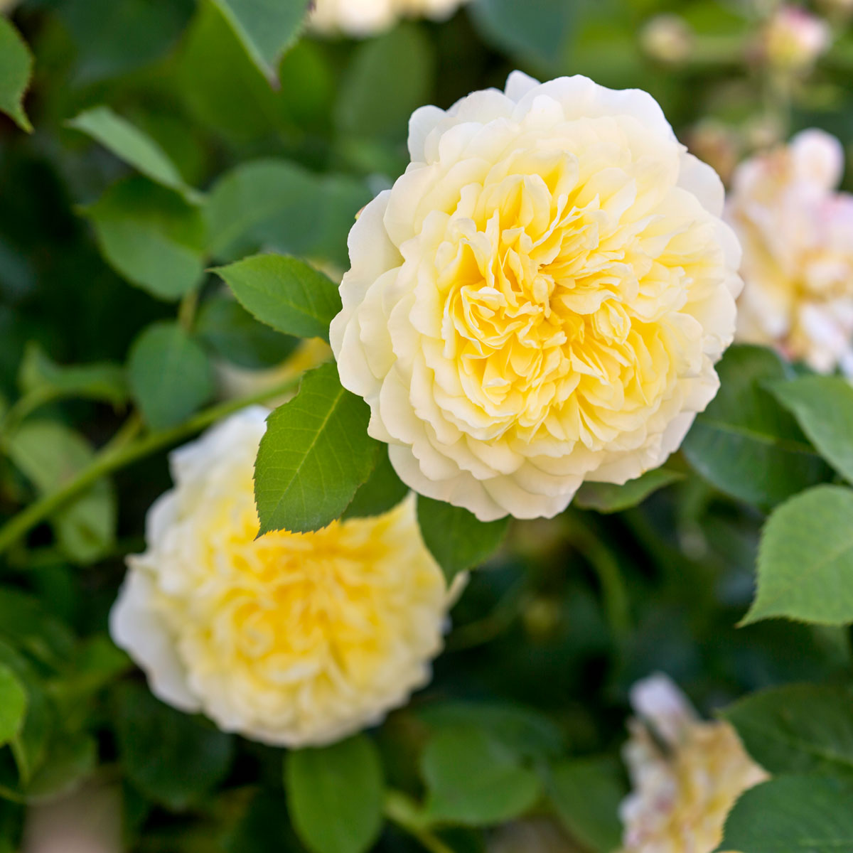 The Pilgrim (Auswalker) | English Climbing Rose | David Austin Roses