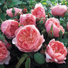 The Alnwick Rose Hedging Bundle - Medium Hedge