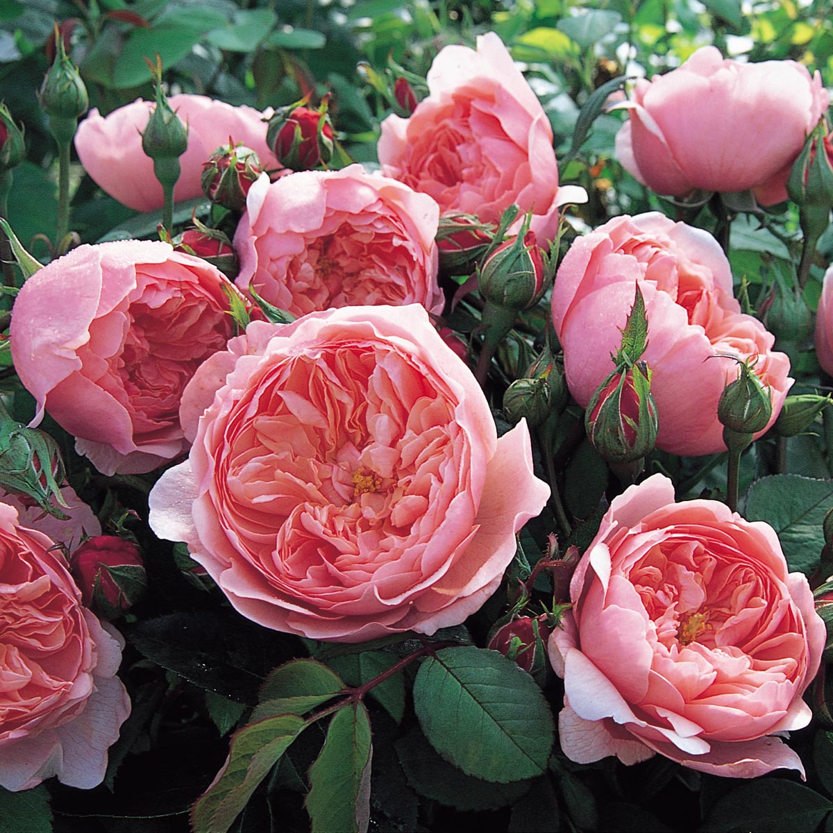 The Alnwick Rose Hedging Bundle - Medium Hedge