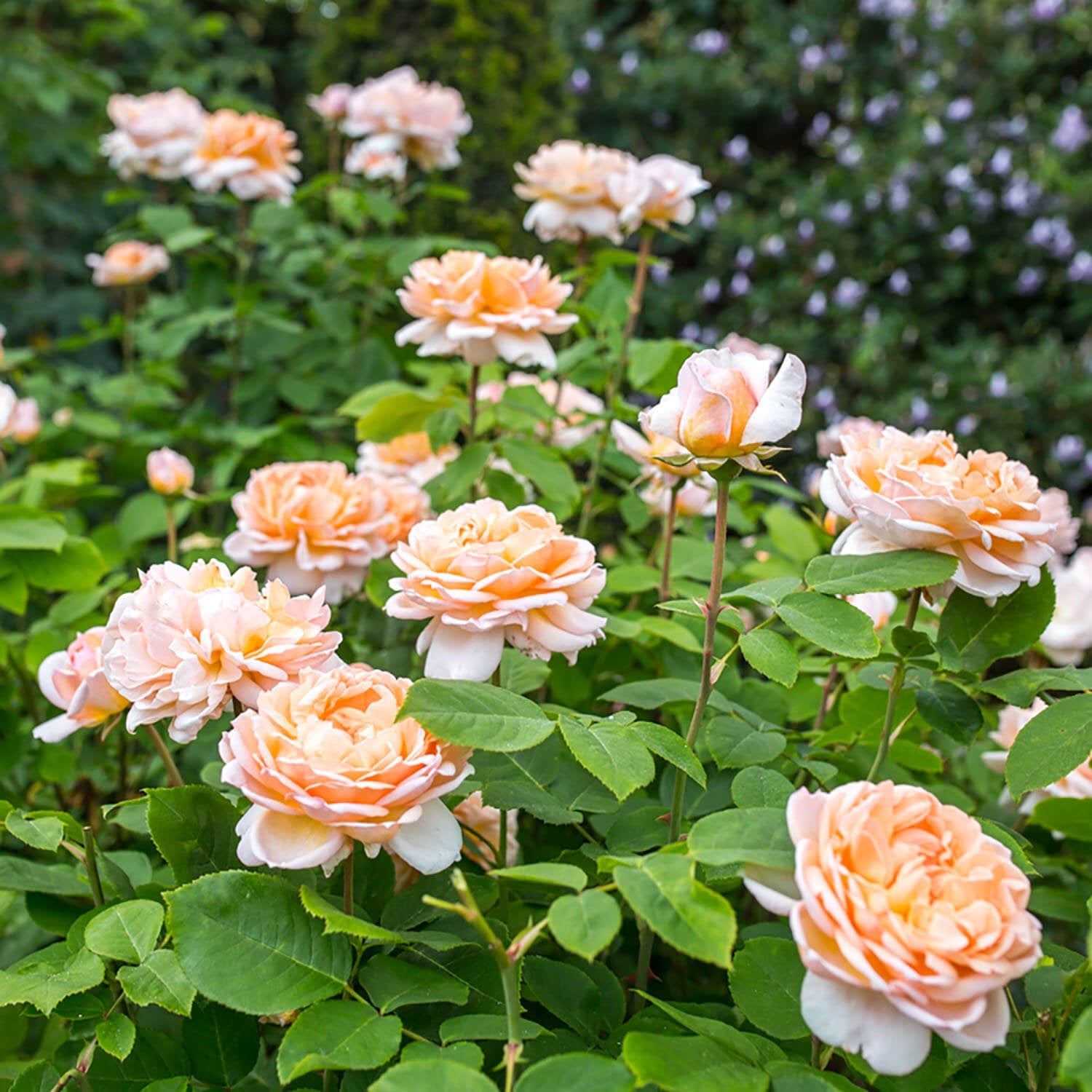 David Austin Roses The Lady Gardener - Thumbnail 4