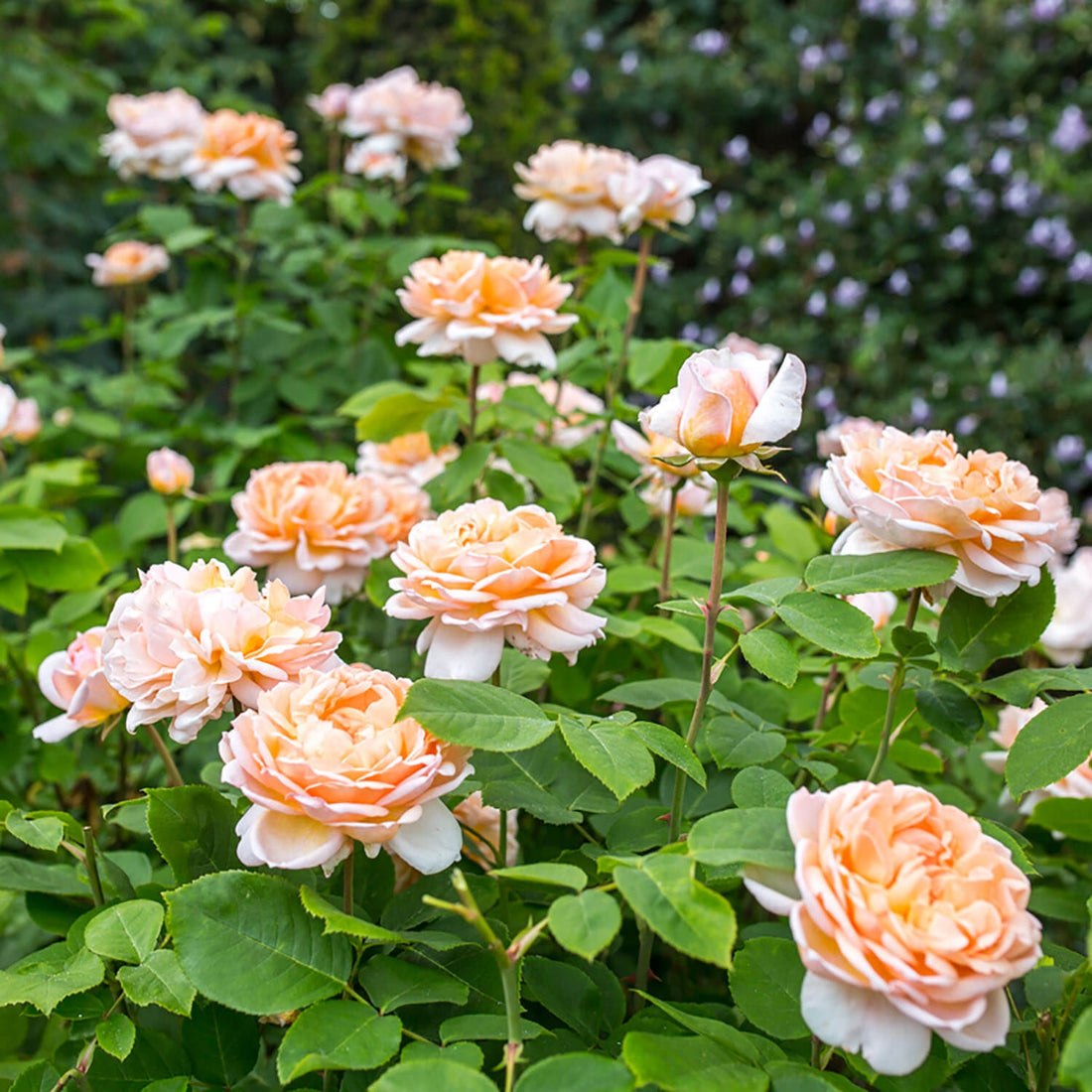 The Lady Gardener (Ausbrass) | English Shrub Rose | David Austin Roses