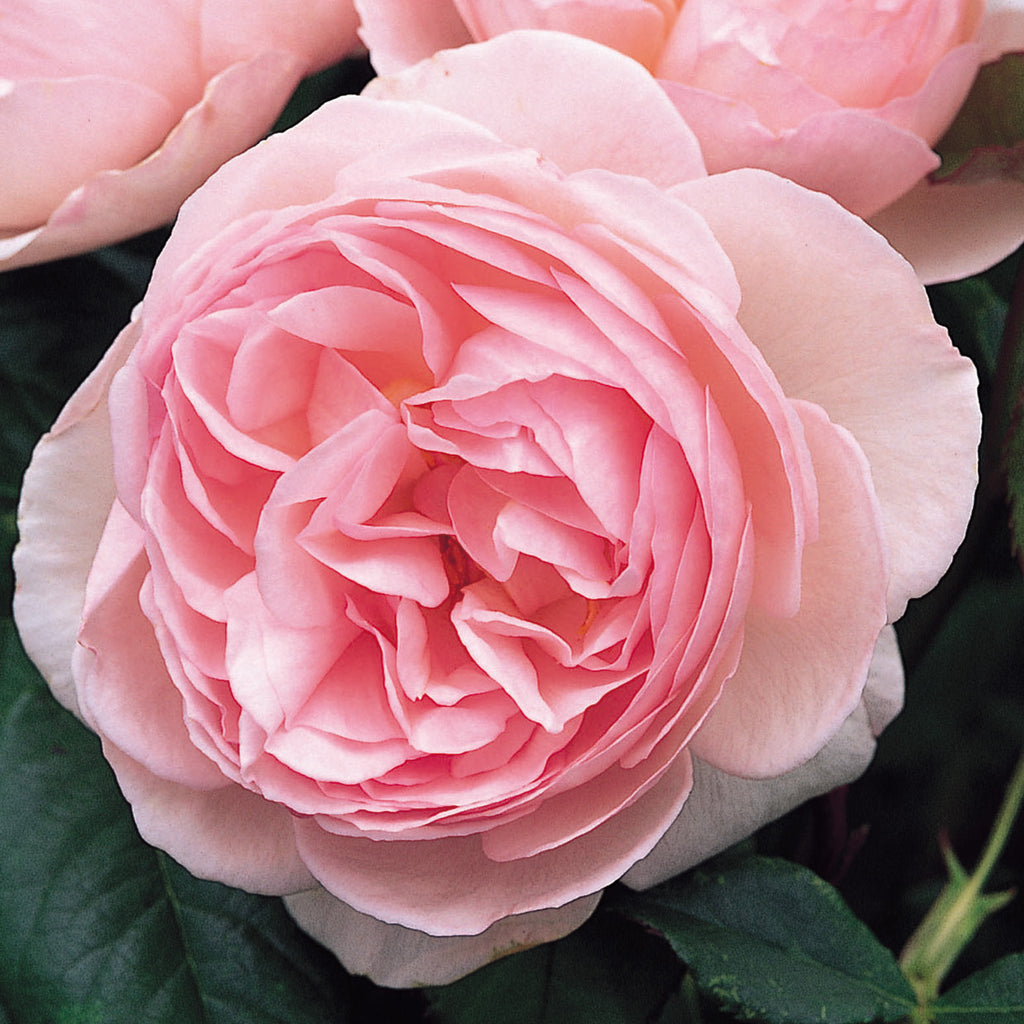 Heritage (Ausblush) | English Shrub Rose | David Austin Roses