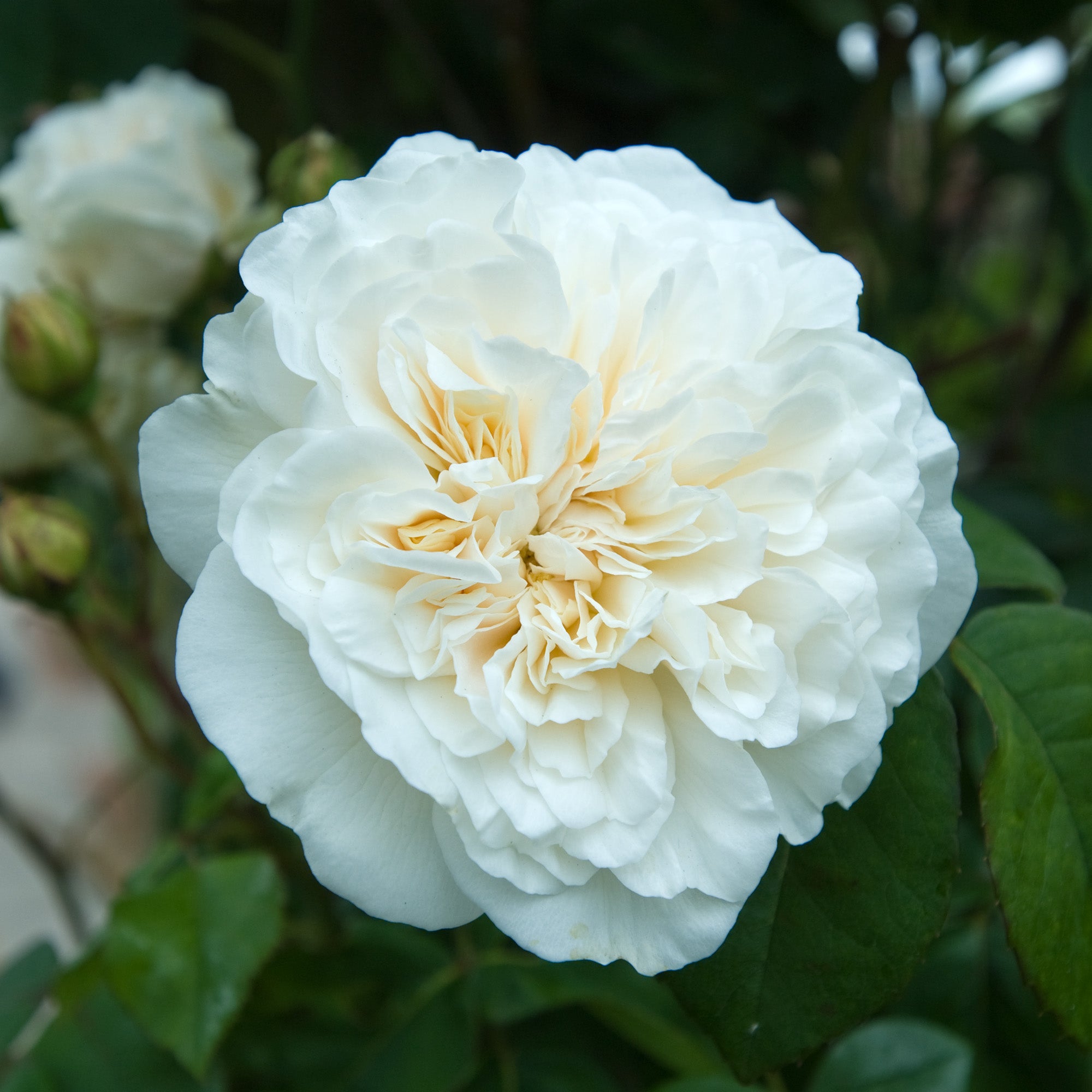 Sombreuil - Thumbnail 2