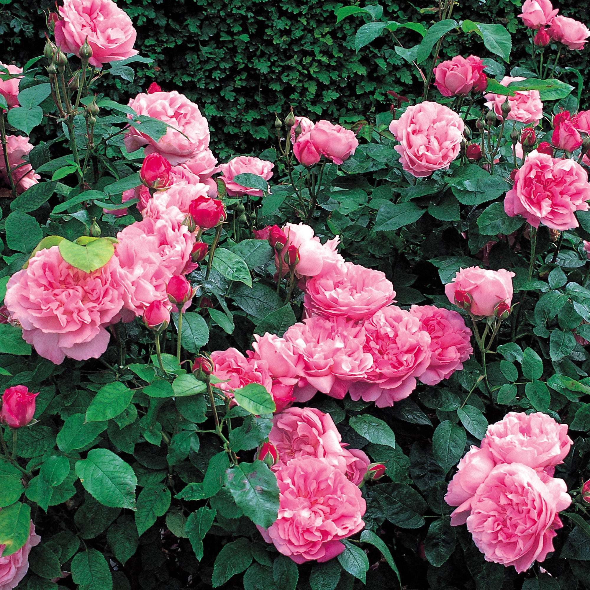 Rosemaryページ 6861217-1.jpg