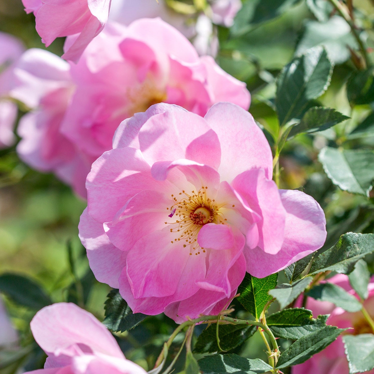 The Lady's Blush