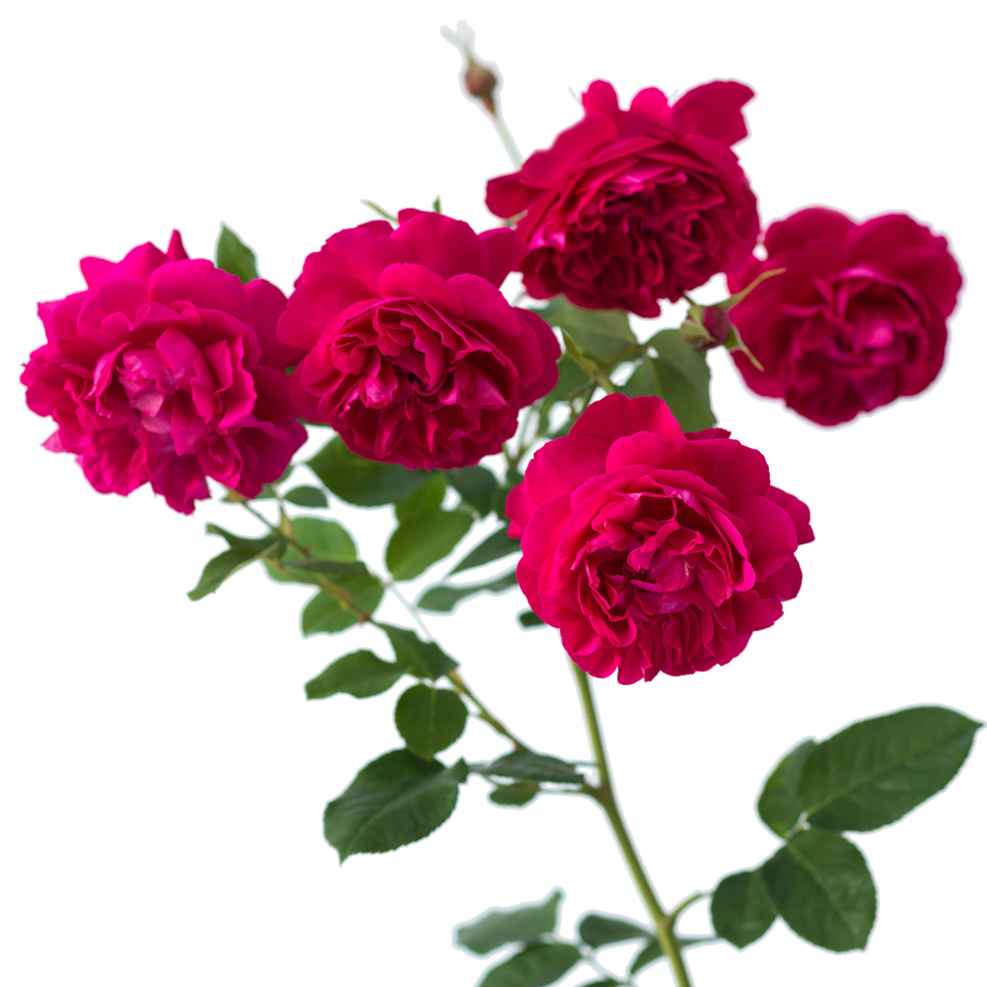 David Austin Roses Thomas à Becket