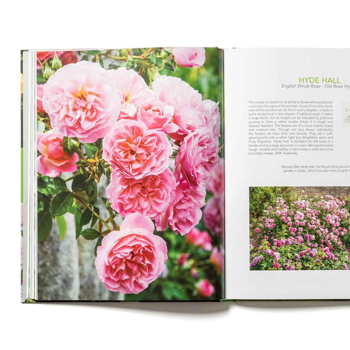 David Austin's English Roses - Books - Gifts