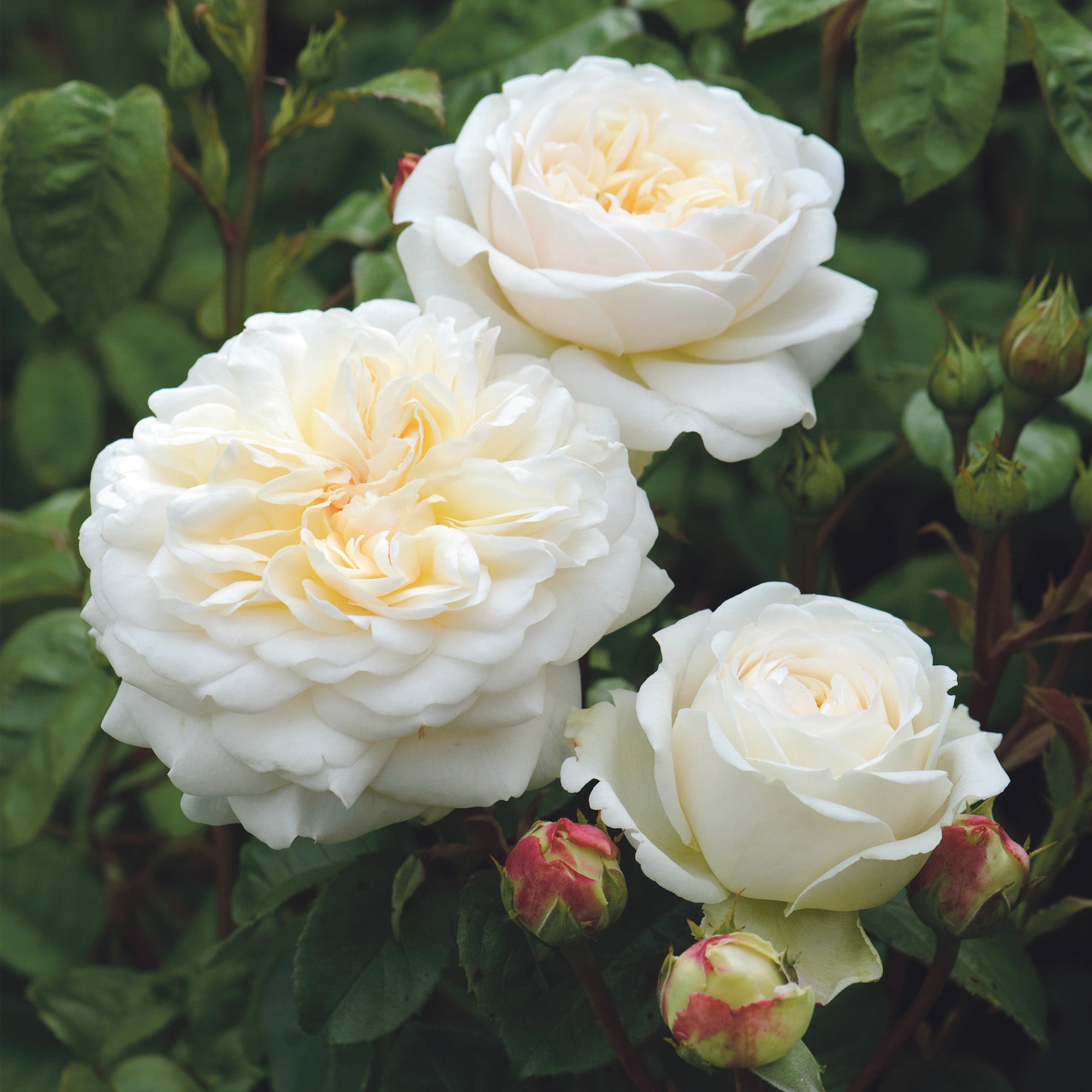 David Austin Roses Tranquillity - Thumbnail 3