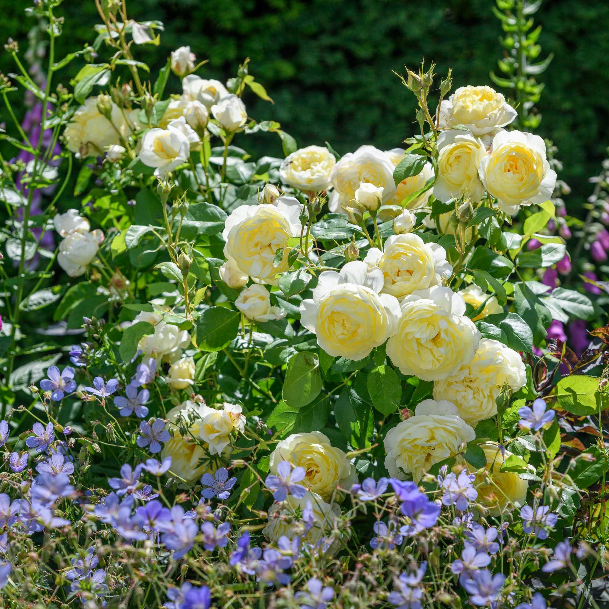 David Austin Roses Vanessa Bell Rose - Thumbnail 4