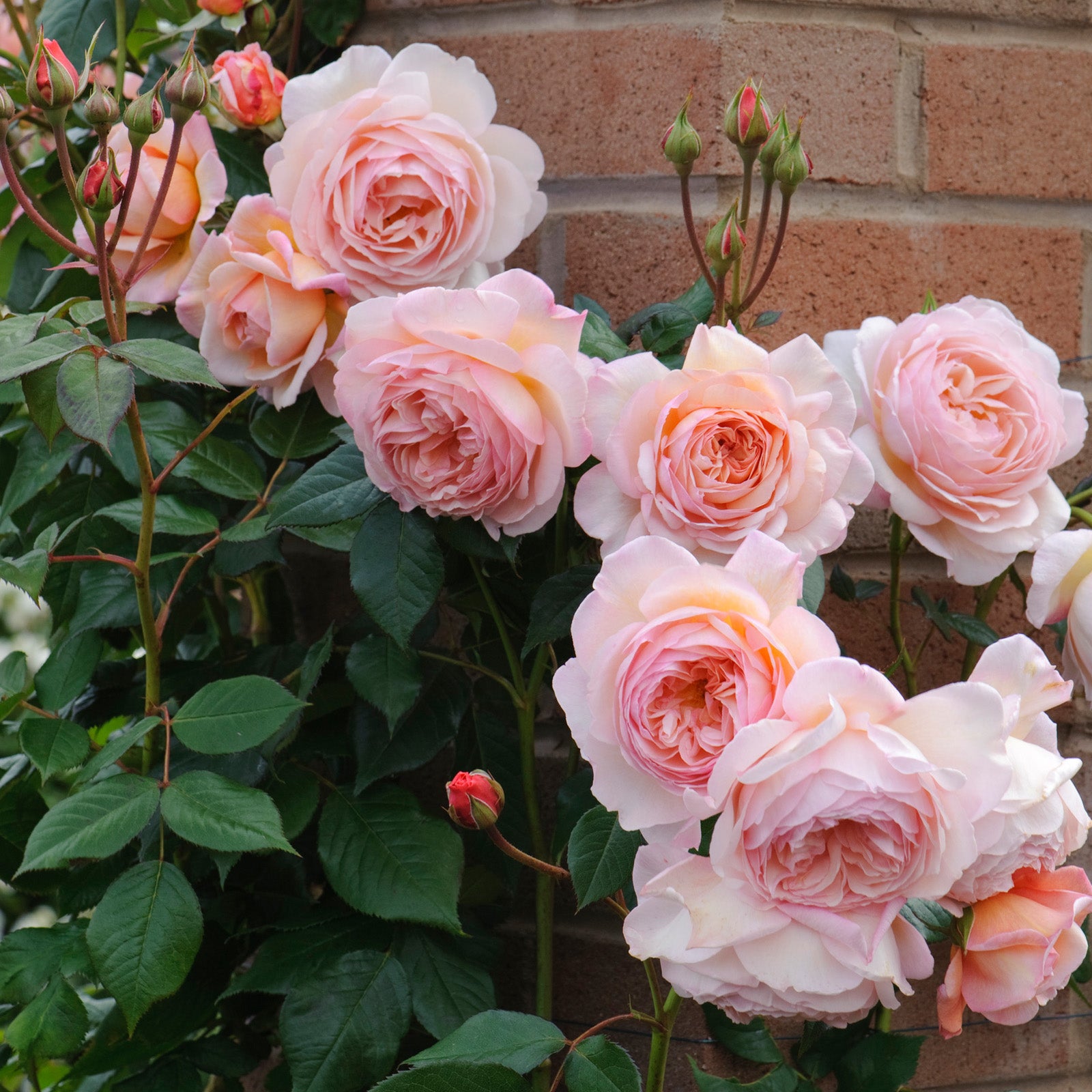 A Shropshire Lad