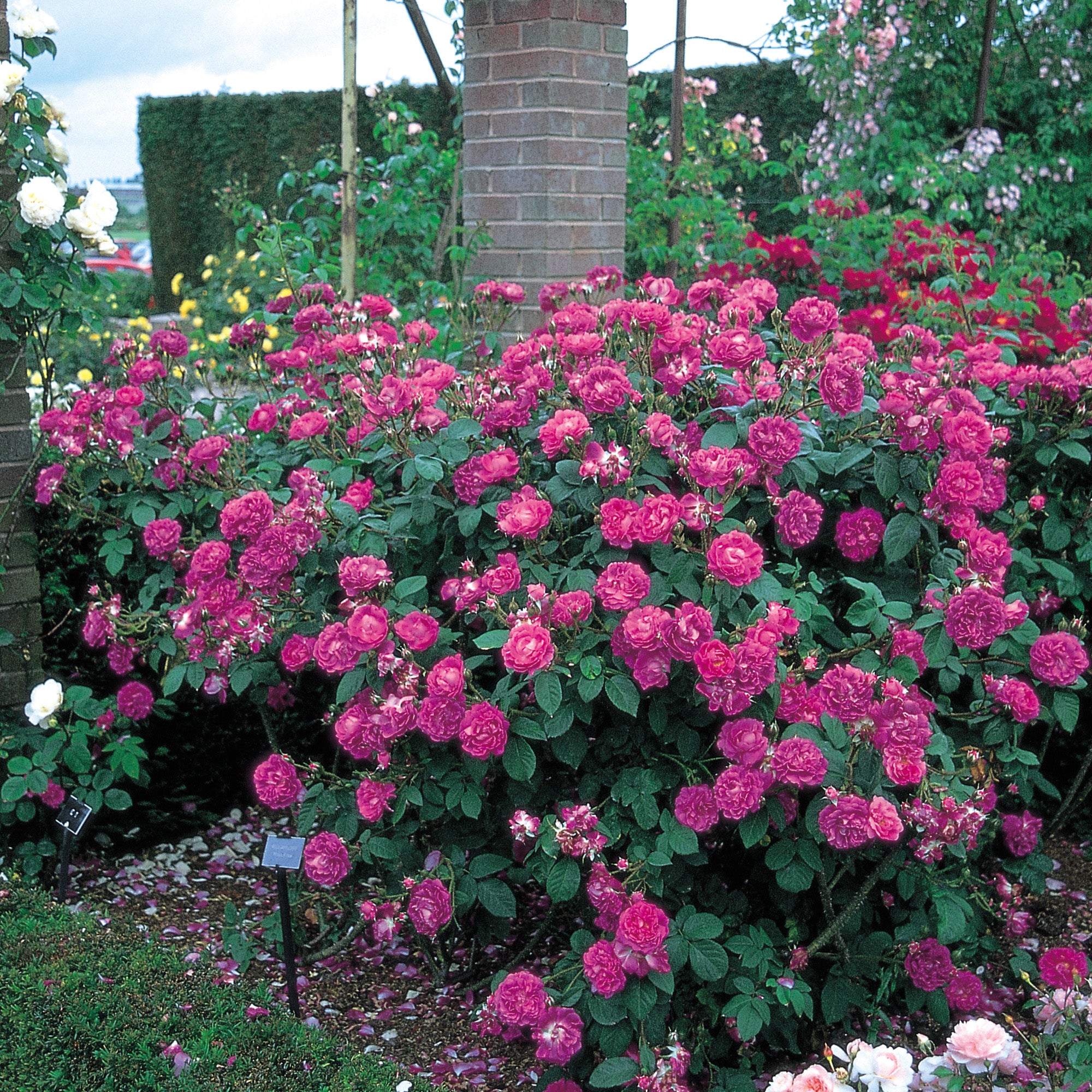 William Lobb | Old Rose | David Austin Roses