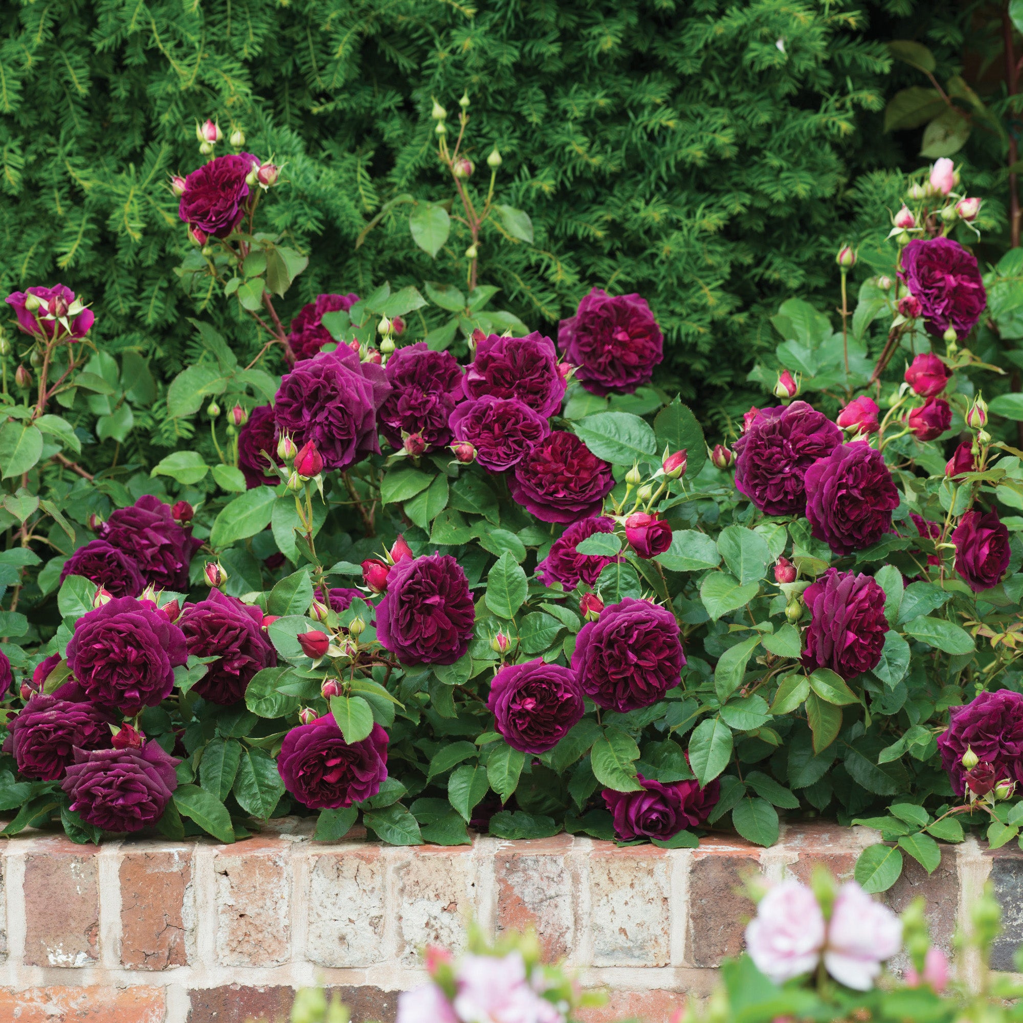 David Austin Roses Munstead Wood - Thumbnail 4