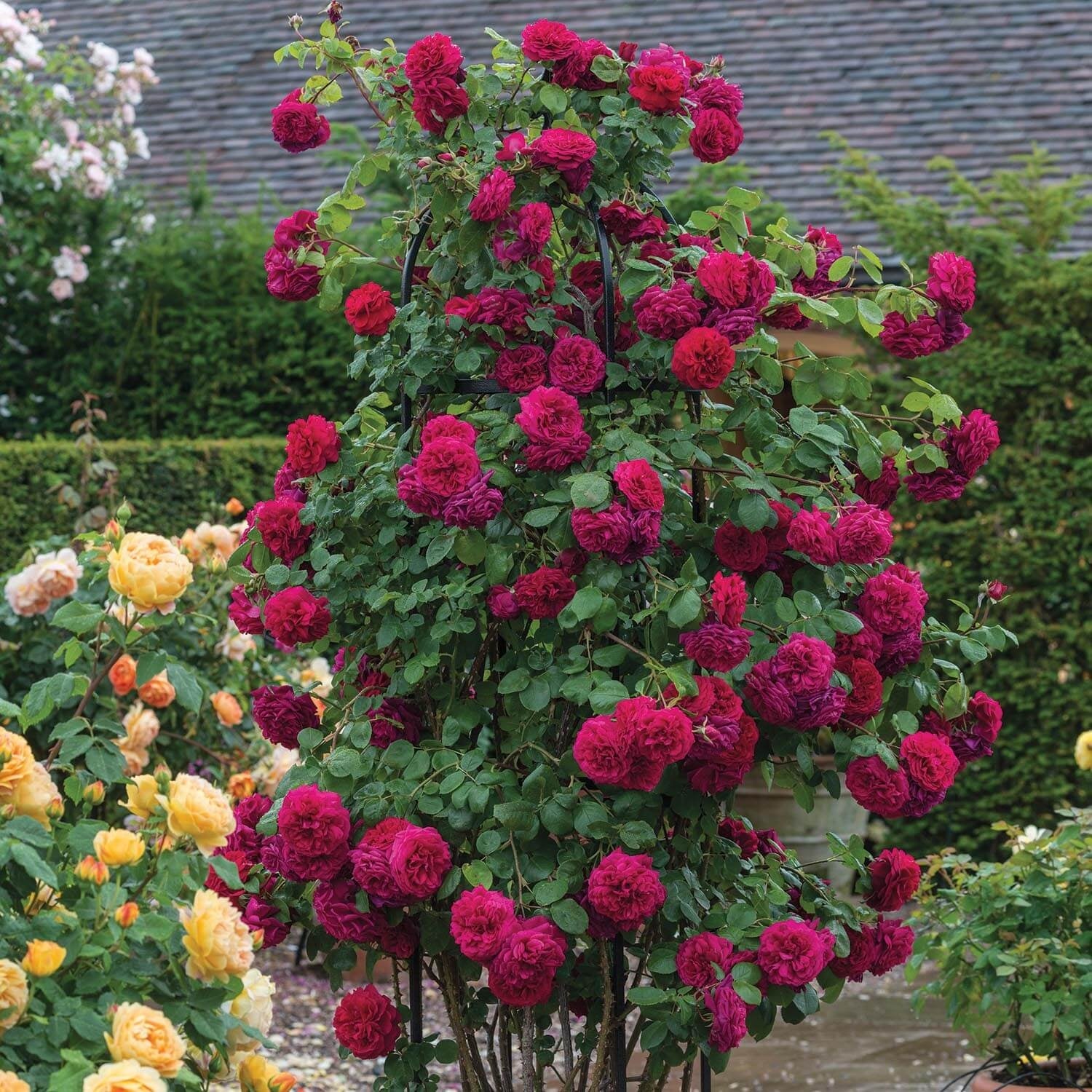 Tess of the d'Urbervilles (Ausmove) | English Climbing Rose