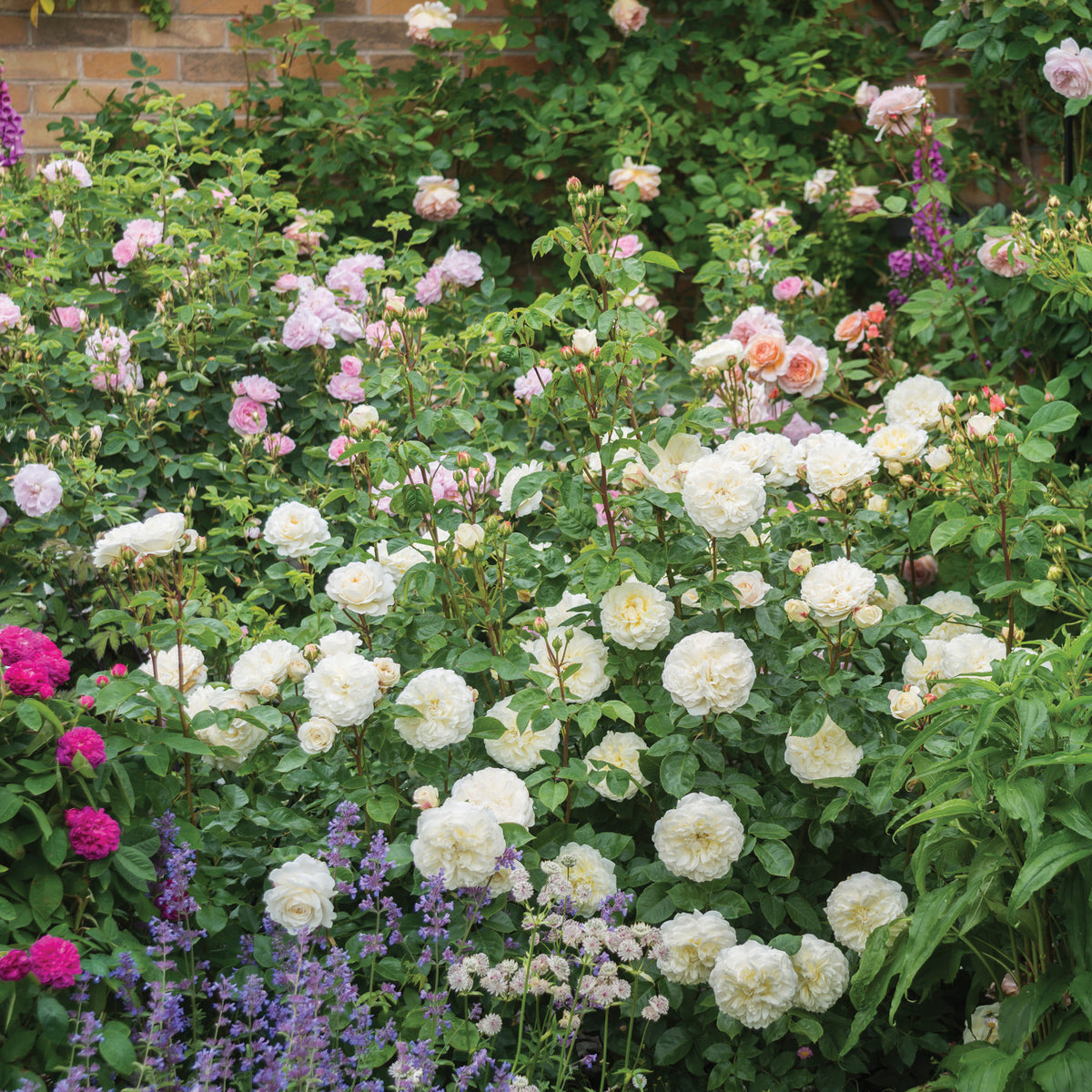 Tranquillity (Ausnoble) | English Shrub Rose | David Austin Roses