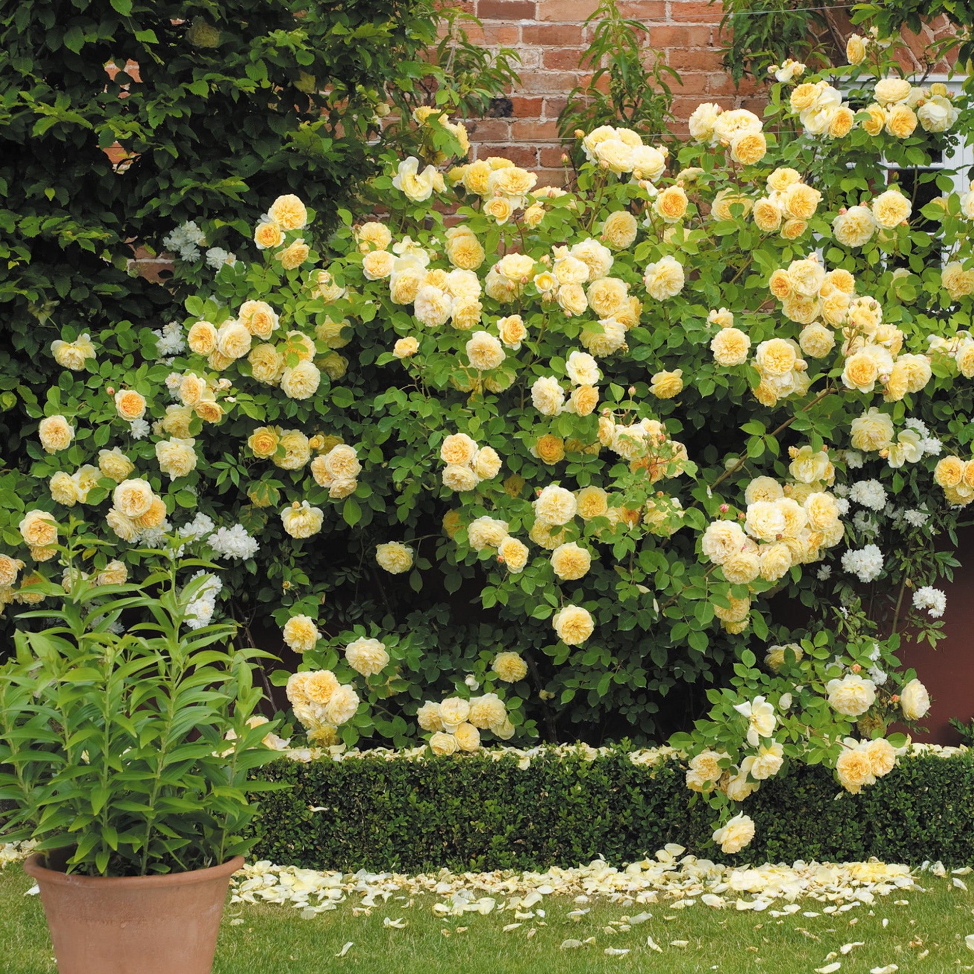 David Austin Roses Teasing Georgia - Thumbnail 2