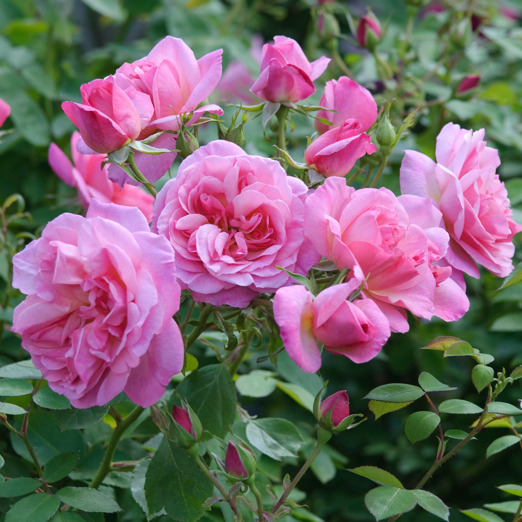 Dresden★ドレスデン★ローズベリー★91ベースアクア21cm Hyde Hall (Ausbosky) | English Shrub Rose | David Austin Roses