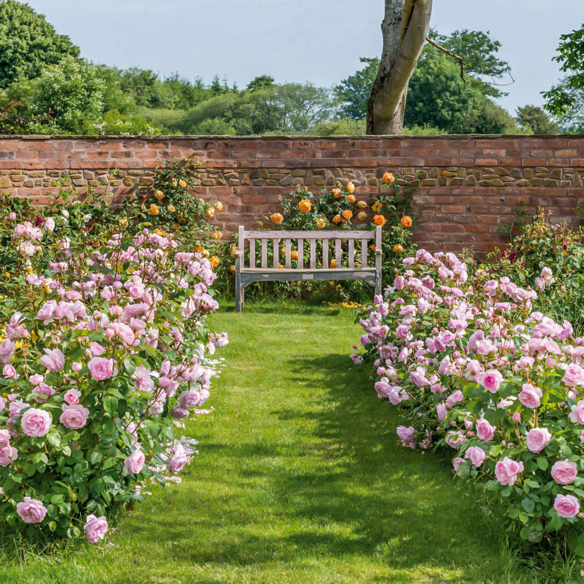 Olivia Rose Austin (Ausmixture) | English Shrub Rose | David