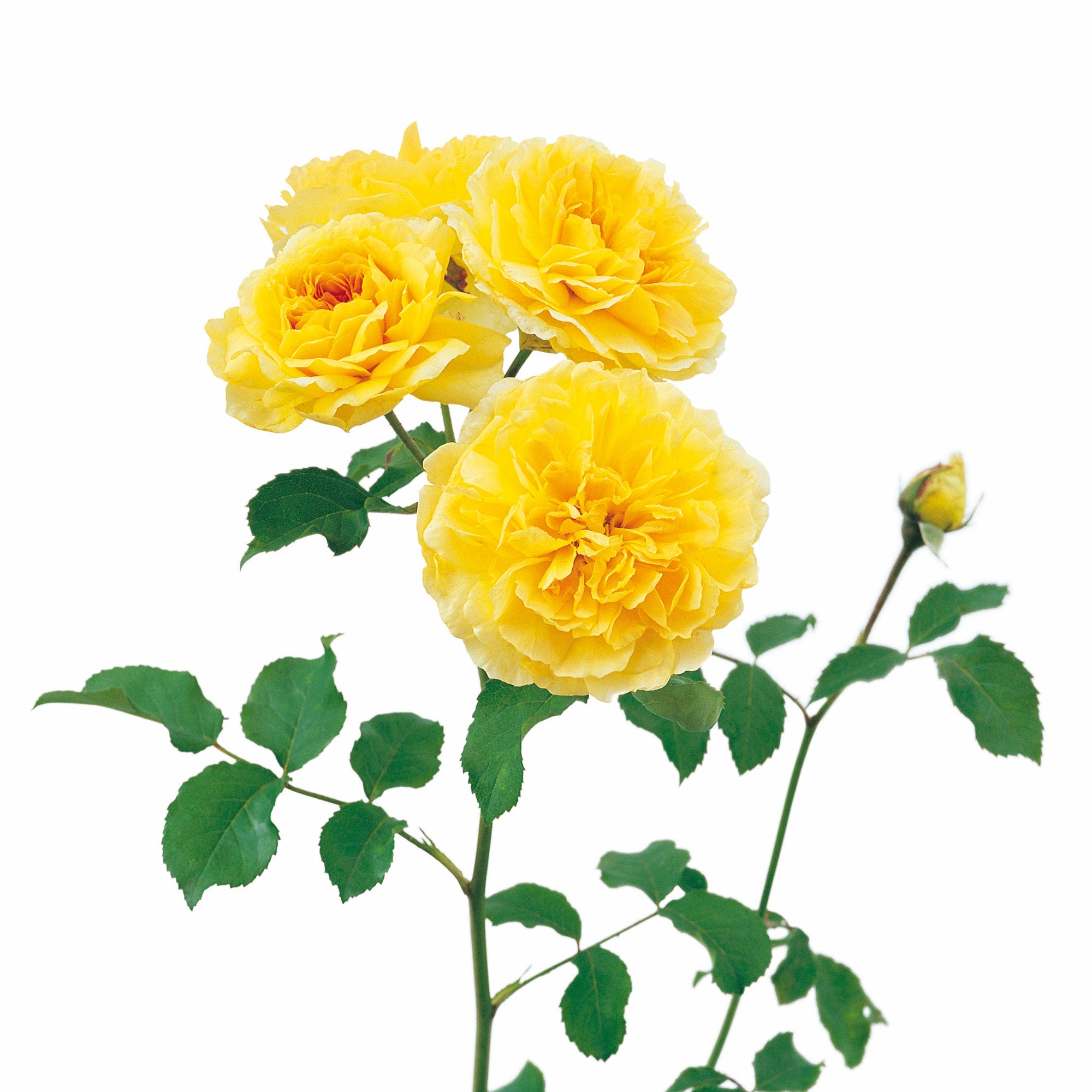 Molineux English Standard Tree Rose