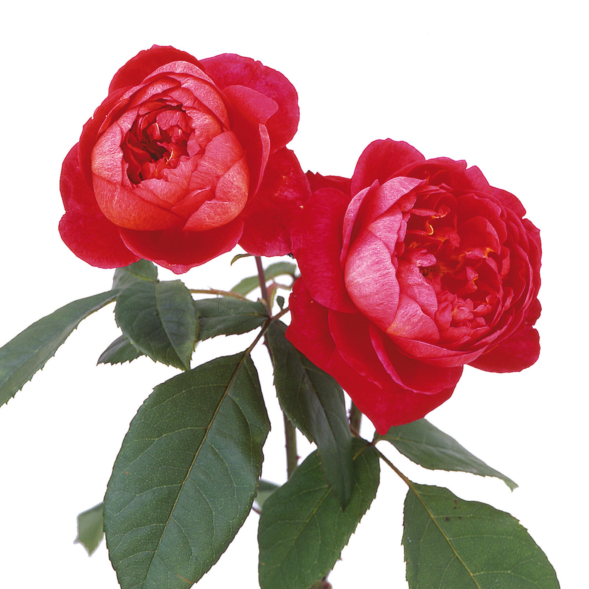 David Austin Roses Benjamin Britten - Thumbnail 4