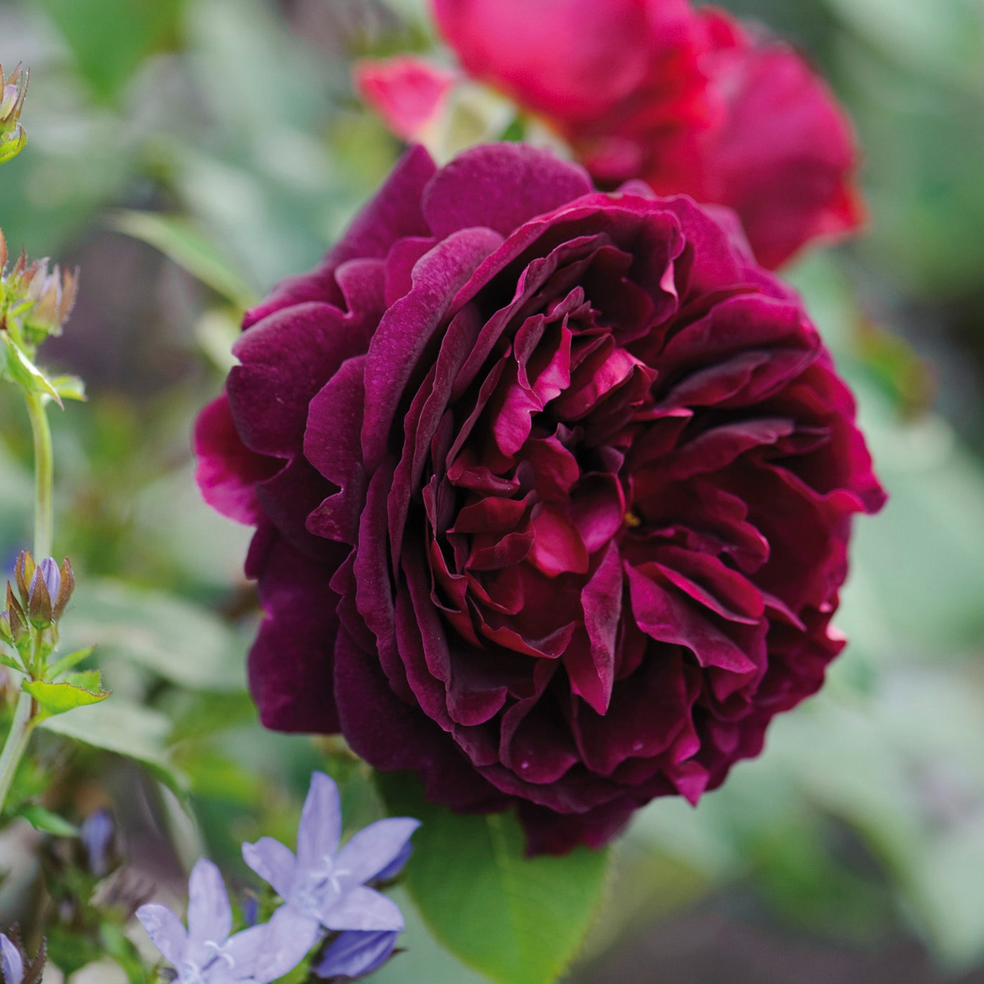David Austin Roses Munstead Wood - Thumbnail 3