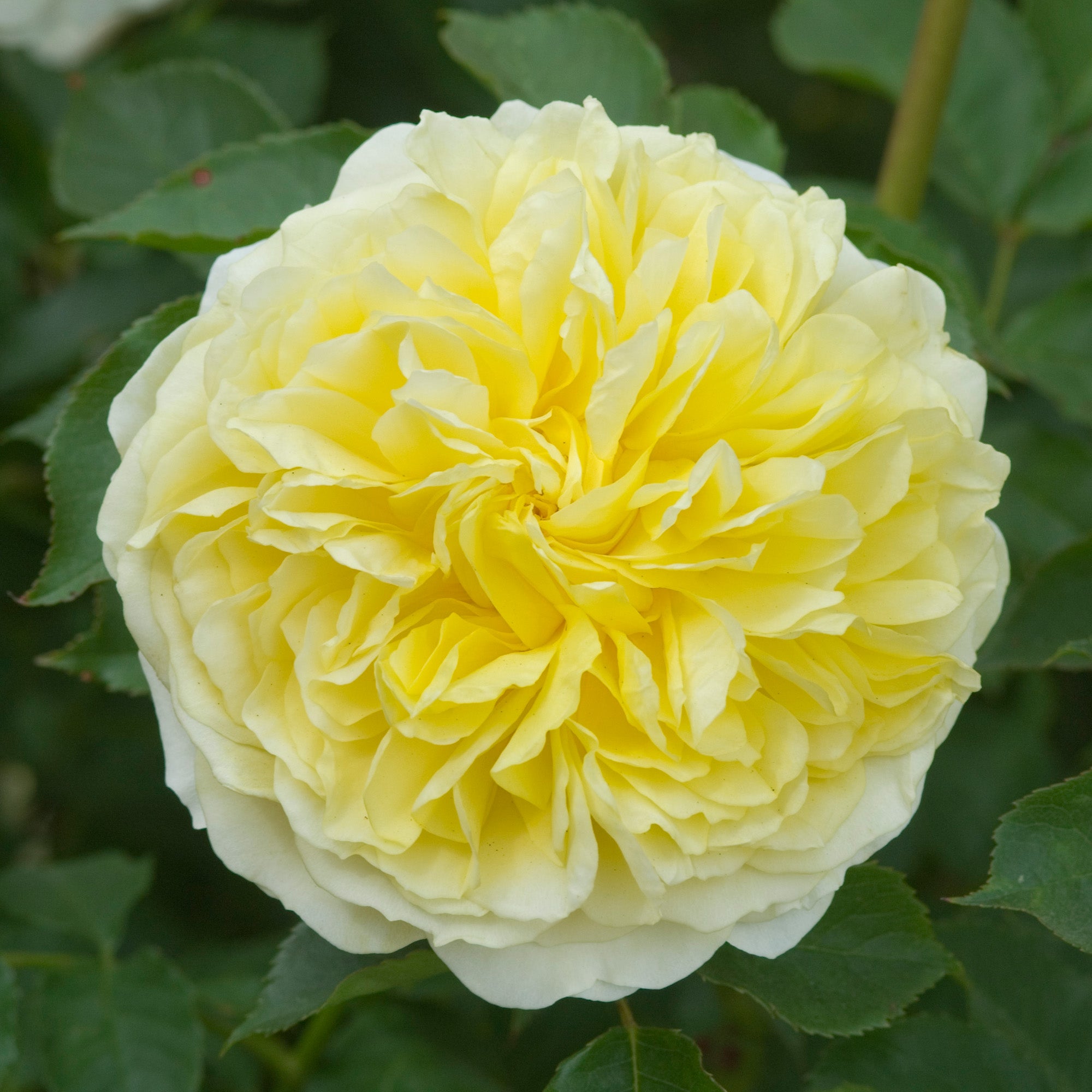 David Austin Roses The Pilgrim