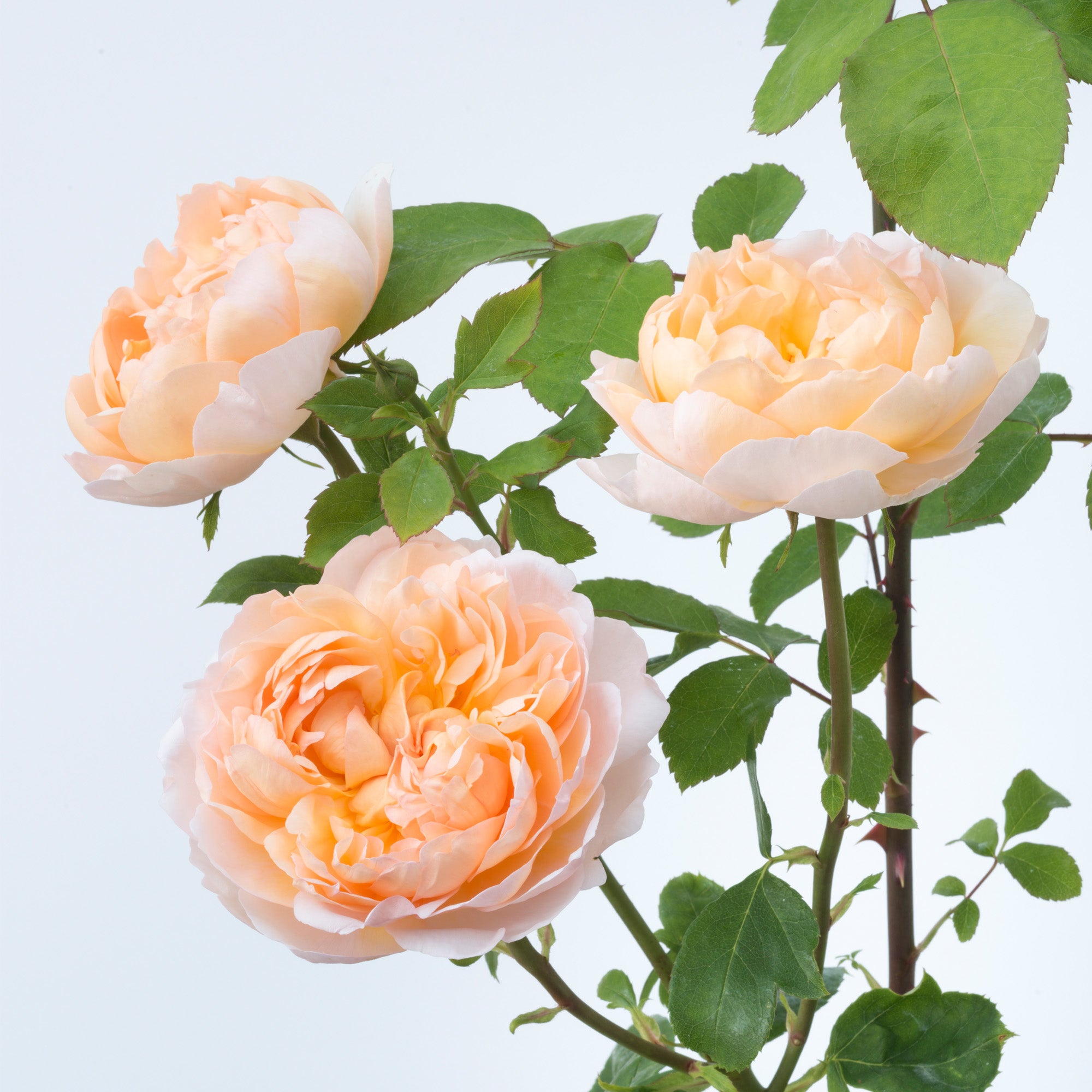 David Austin Roses The Lady Gardener - Thumbnail 2