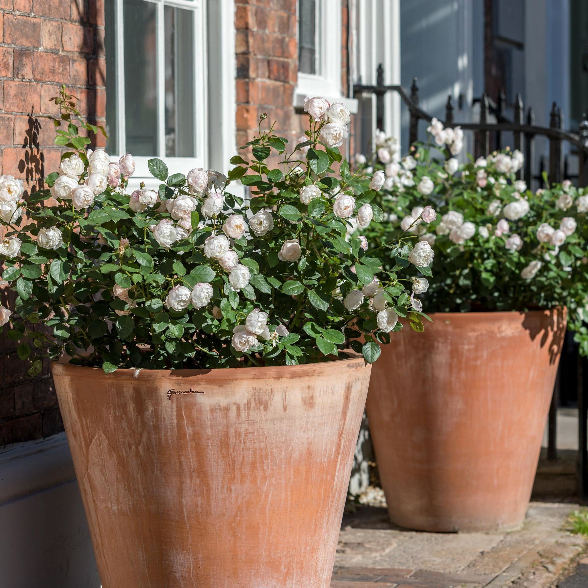David Austin Roses Desdemona English Shrub Rose - Thumbnail 5