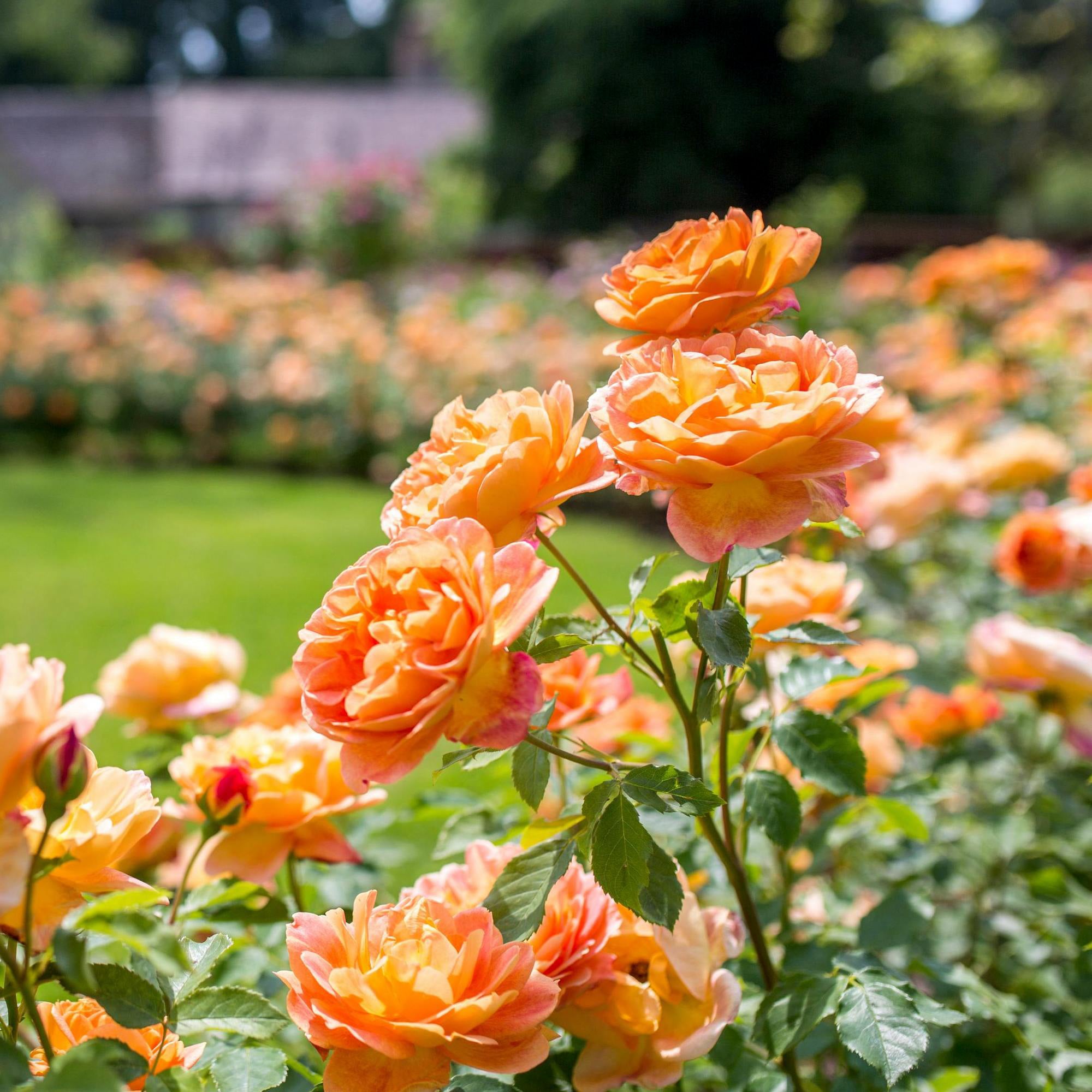 Lady of Shalott English Shrub Rose