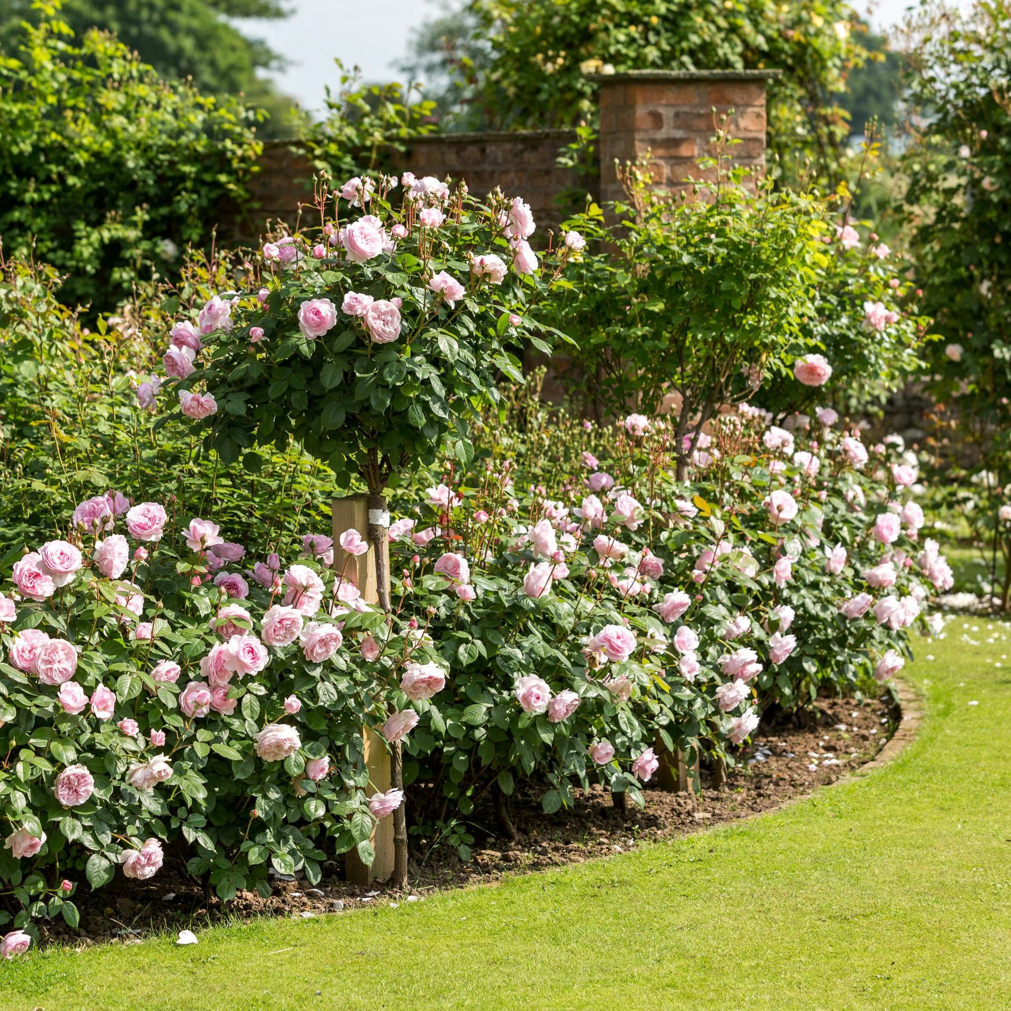 Olivia Rose Austin (Ausmixture) | English Shrub Rose | David