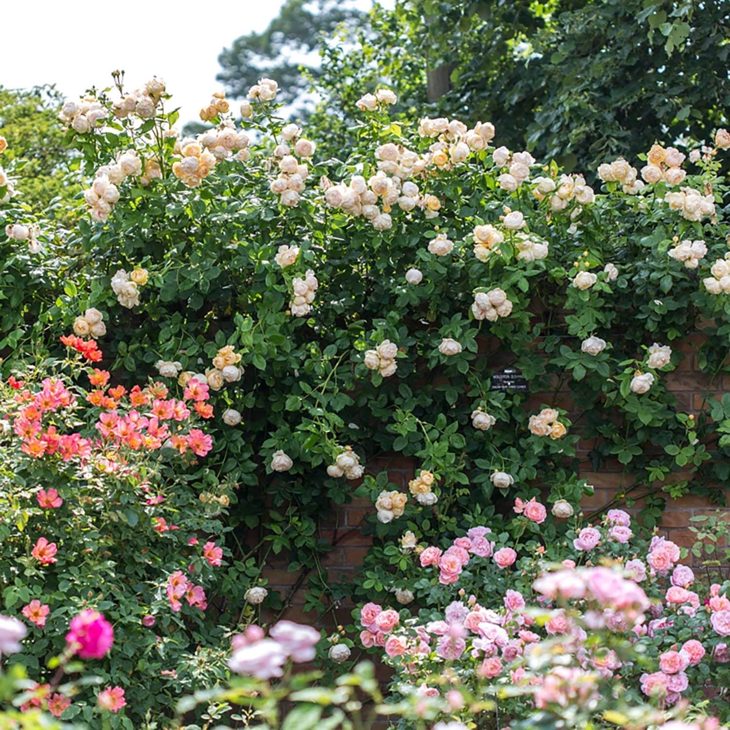 David Austin Roses Wollerton Old Hall - Thumbnail 5