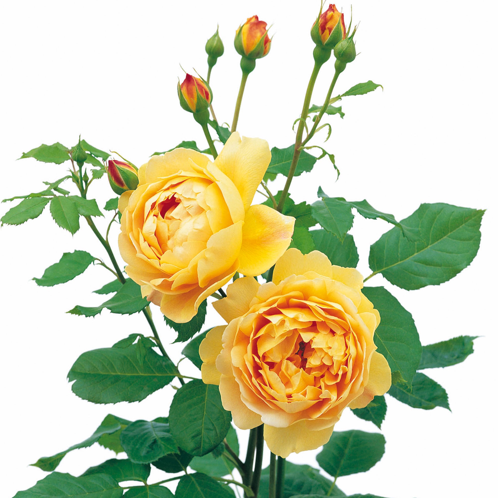 David Austin Golden Celebration English Shrub Rose