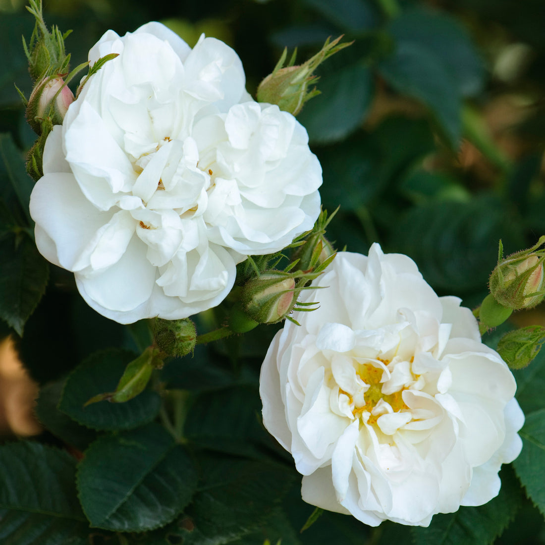 Old Roses Store Old Roses - David Austin Roses