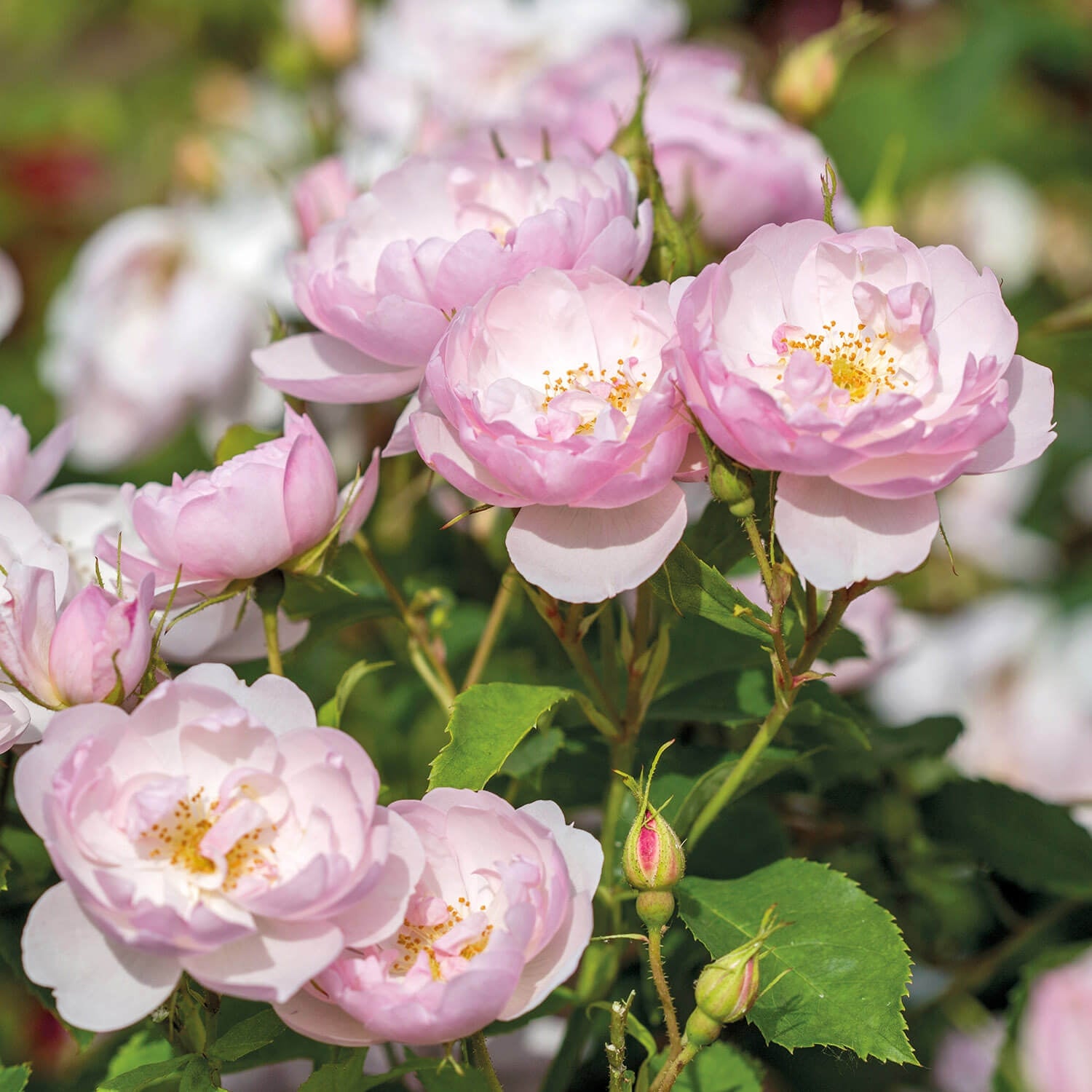 Std Roses Disease Resistant Roses - David Austin Roses