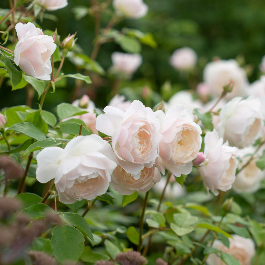 desdemona-auskindling-english-shrub-rose-david-austin-roses